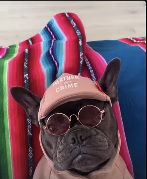 Frenchie Getting Ready For School !